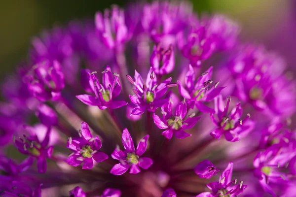 Абстрактные фиолетовые цветы на поле (мелкий DOF ) — стоковое фото