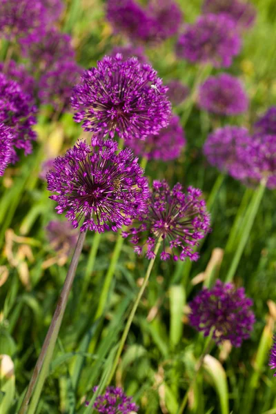 Абстрактные фиолетовые цветы на поле (мелкий DOF ) — стоковое фото