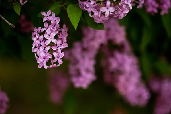 Букет розовый лиловый цветок (мелкий DOF ) — стоковое фото