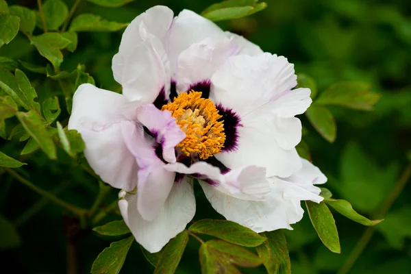 Μάτσο λευκό παιωνία λουλούδι (ρηχά Dof) — Φωτογραφία Αρχείου
