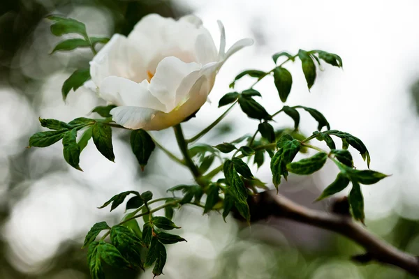 Ramo de flor de peonía blanca (DOF poco profundo ) — Foto de Stock