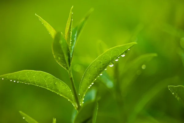 Fresh and green leaves with drops of water (shallow DOF) — Stock Photo, Image