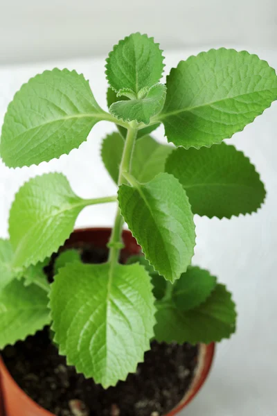 Planta vegetal folhosa verde — Fotografia de Stock