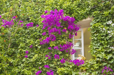 Window full of flowers and leafs clipart