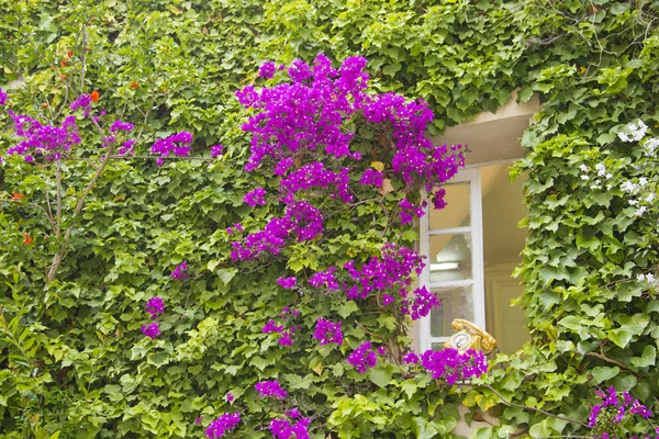Вікно повне квітів і листя — стокове фото