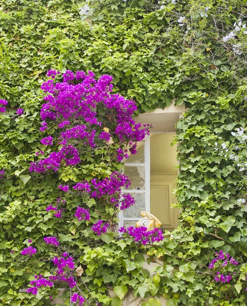 꽃 과 나뭇잎으로 가득 한 창문 — 스톡 사진