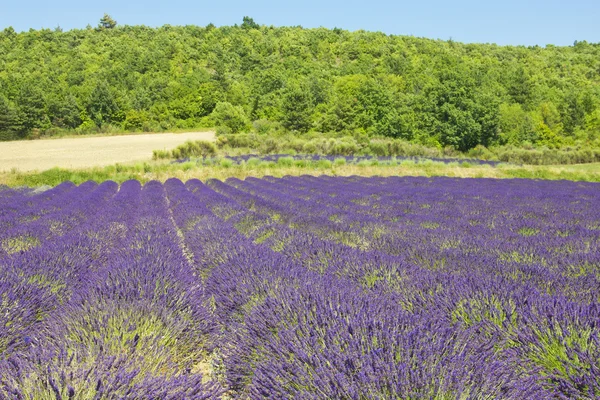 Лавандовое поле на юге Франции — стоковое фото