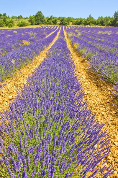 Lavendellandschap in Zuid-Frankrijk — Stockfoto
