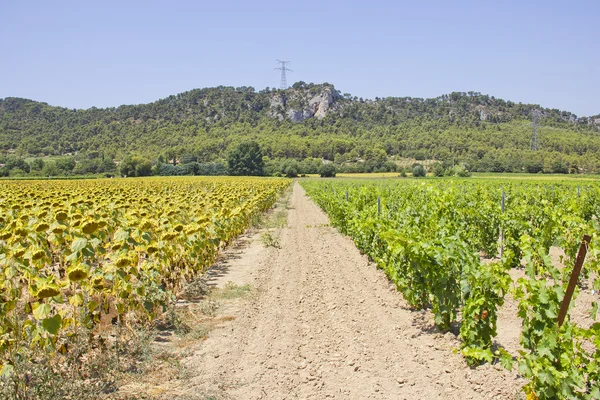 Weinberg und Sonnenblumenfelder im Süden Frankreichs — Stockfoto