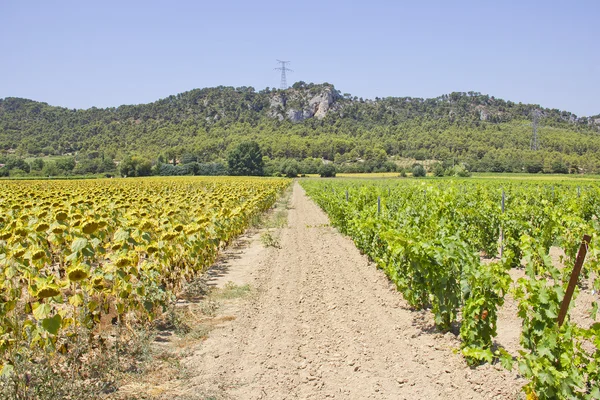 stock image Vineyard and Sunflower fields in the south of France