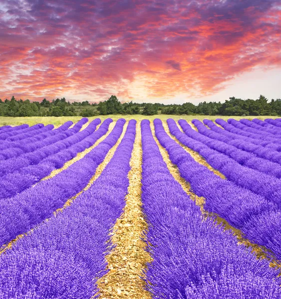 Sunset in a lavender field — Stock Photo, Image