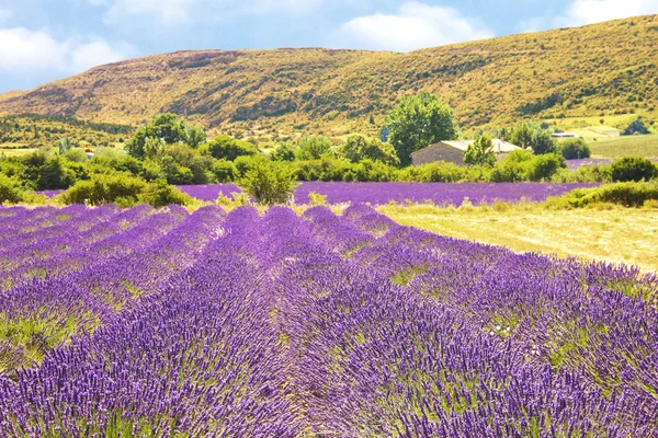 Lavendel in de provence — Stockfoto