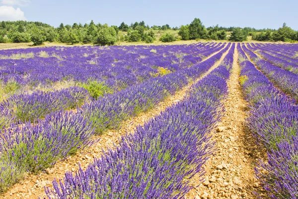 Lavendel in provence, Frankrijk — Stockfoto