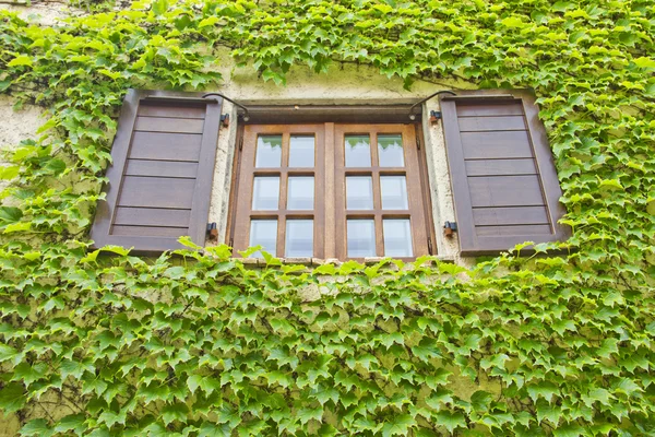 Okno a zdi plné rostlin — Stock fotografie