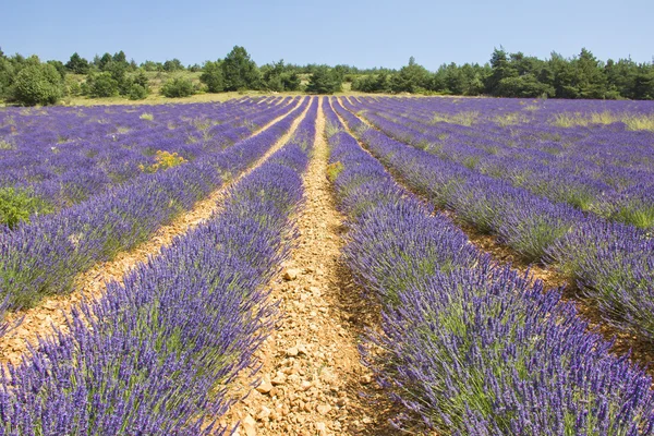 Lavendel i provence, provence — Stockfoto