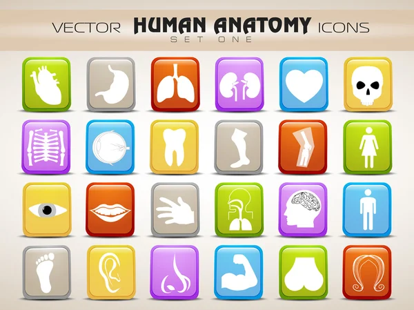 Människans anatomi hemsida ikoner set. EPS 10. — Stock vektor