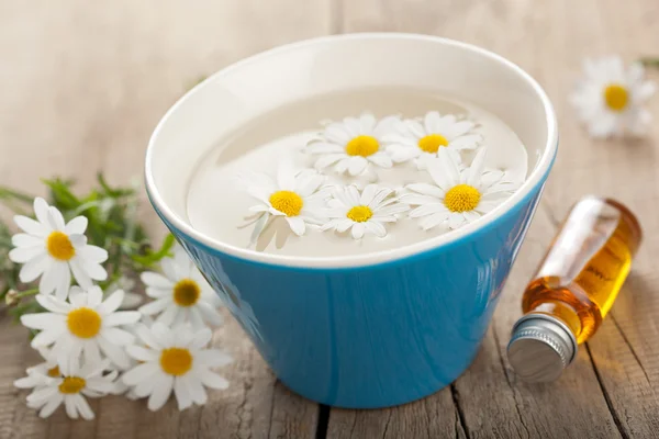 Camomile flowers and essential oil — Stock Fotó