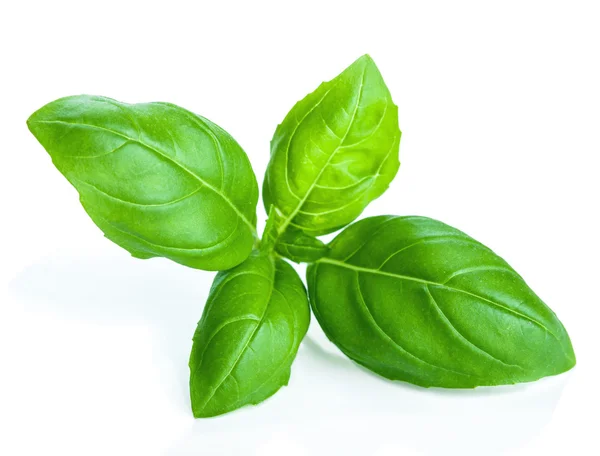 Basil isolated — Stock Photo, Image