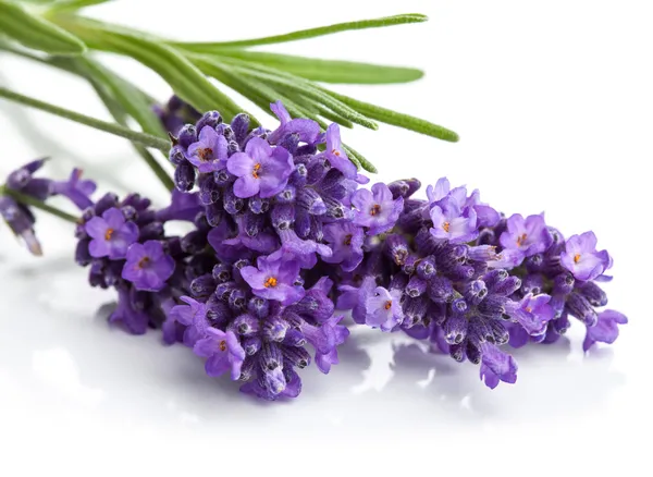 Lavender flower isolated — Stock Photo, Image