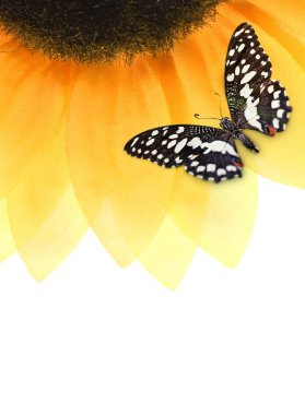 Ladybug sitting on a sunflower clipart