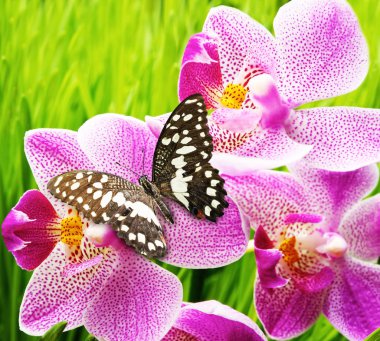 Beautiful butterfly sitting on an orchid flower clipart