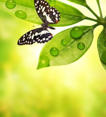 Ladybug sitting on a green leaf. clipart