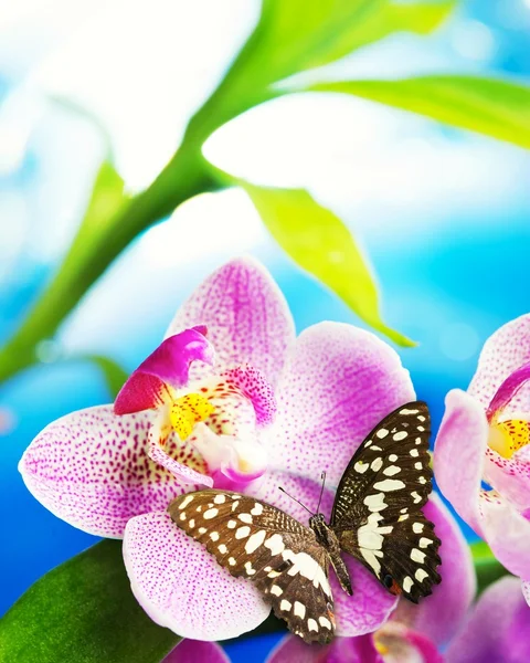 Beau papillon assis sur une fleur d'orchidée — Photo