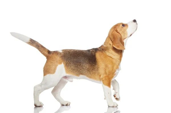 Beagle dog isolated on white background — Stock Photo, Image