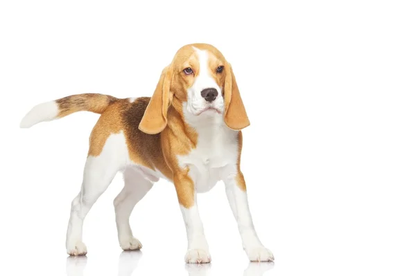 Beagle koira eristetty valkoisella pohjalla — kuvapankkivalokuva