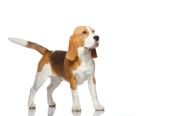 Beagle koira eristetty valkoisella pohjalla — kuvapankkivalokuva