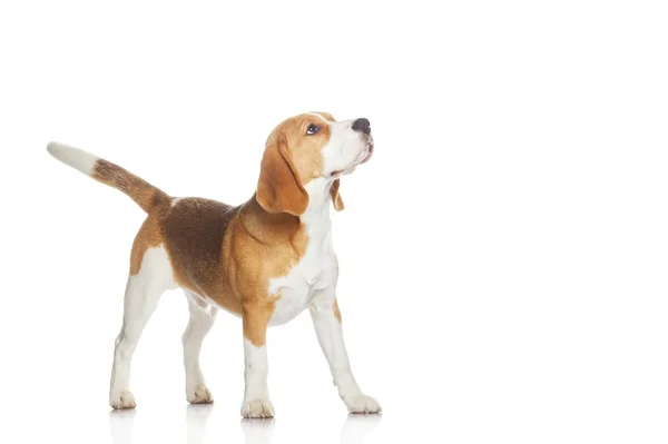 Beagle puppy isolated on white background — Stock Photo, Image