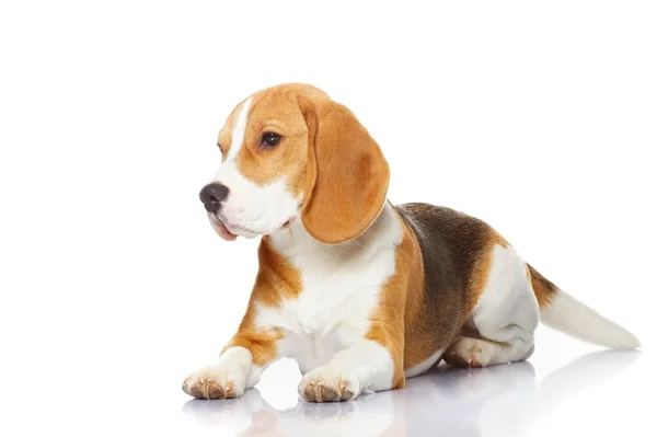 Beagle hond geïsoleerd op witte achtergrond — Stockfoto