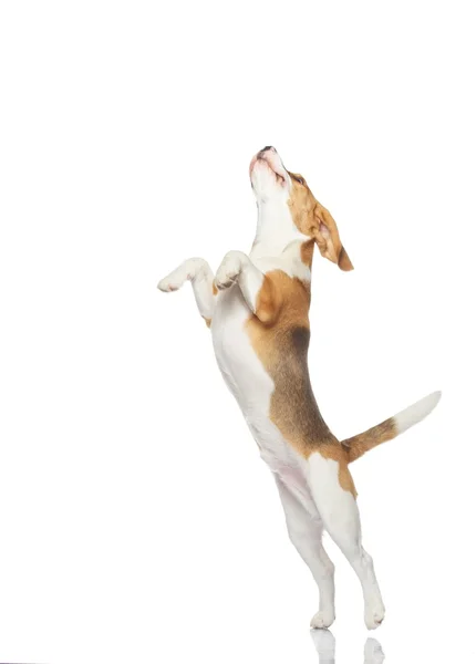 Pies rasy beagle izolowany na białym tle — Zdjęcie stockowe