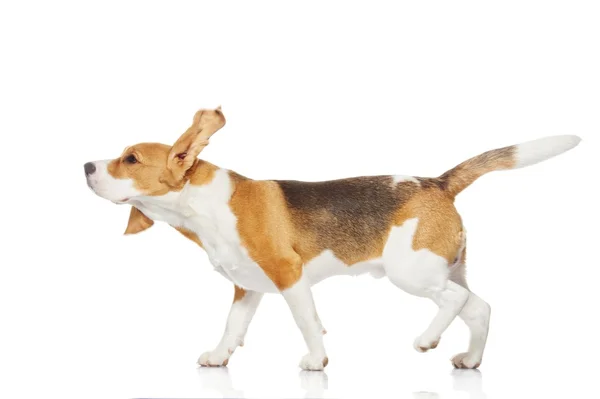 Beagle puppy geïsoleerd op witte achtergrond — Stockfoto