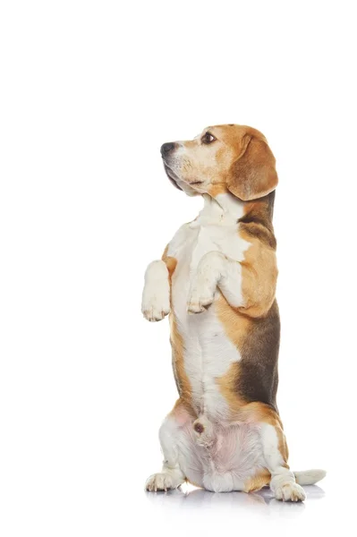Beagle cane isolato su sfondo bianco — Foto Stock