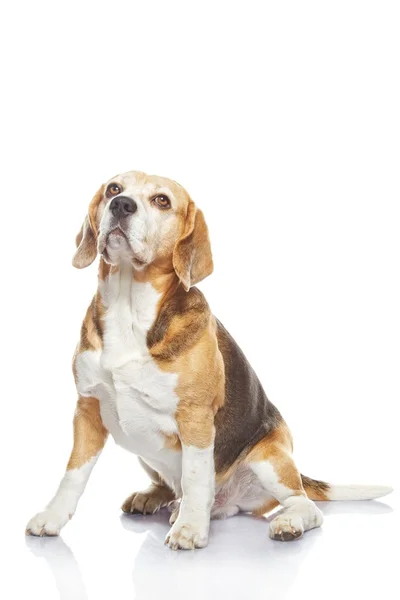 白い背景に隔離されたビーグル犬 — ストック写真