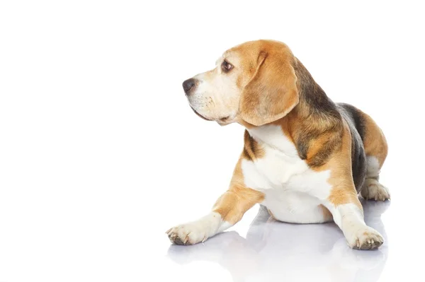 Pies rasy beagle izolowany na białym tle — Zdjęcie stockowe