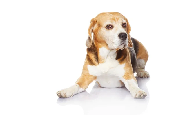 Beagle perro aislado sobre fondo blanco — Foto de Stock