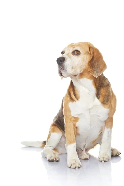 Beagle hond geïsoleerd op witte achtergrond — Stockfoto