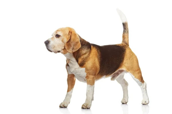 Cão beagle isolado no fundo branco — Fotografia de Stock