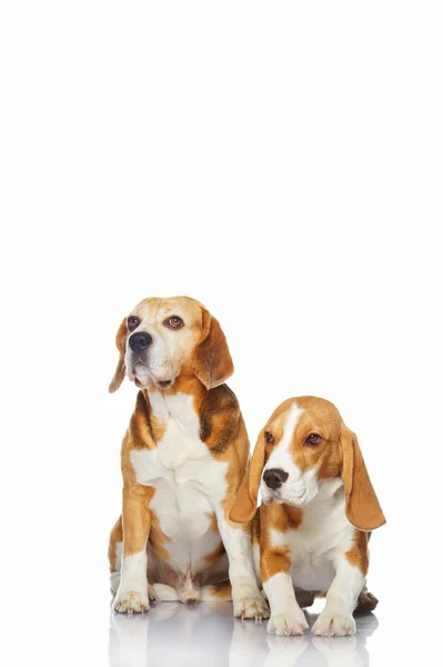 Beyaz arka plan üzerinde izole iki beagle köpek — Stok fotoğraf