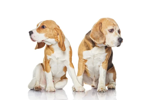 Two beagle dogs isolated on white background — Stock Photo, Image