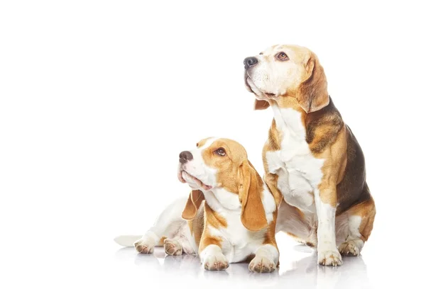 Twee beagle honden geïsoleerd op witte achtergrond — Stockfoto