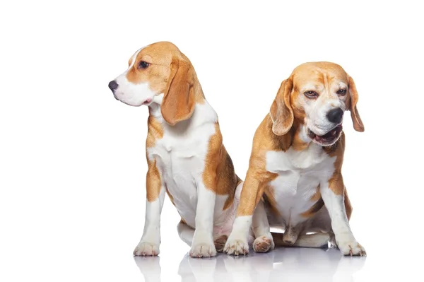 흰색 배경에 고립 된 두 비글 개 — 스톡 사진