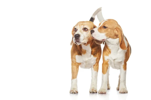 Zwei Beagle-Hunde isoliert auf weißem Hintergrund — Stockfoto