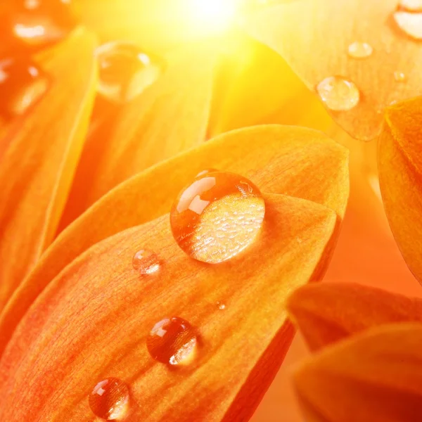 Pétalos de flor naranja con gotas de agua — Foto de Stock