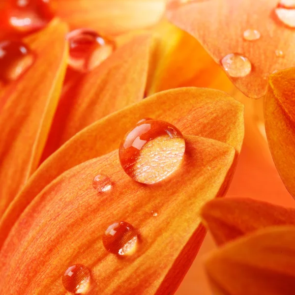 Pétales de fleurs orange avec des gouttes d'eau dessus — Photo