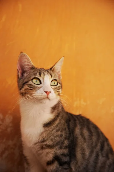 추상적인 배경 고양이 — 스톡 사진