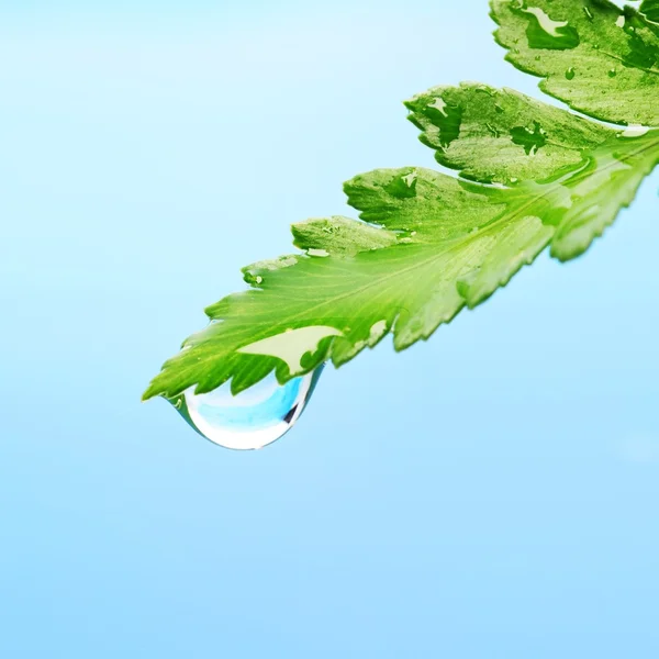 Gotas de agua en hoja verde fresca — Foto de Stock