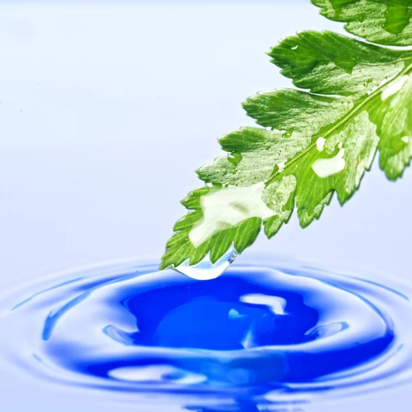 Folha verde fresca refletida na água fundida — Fotografia de Stock